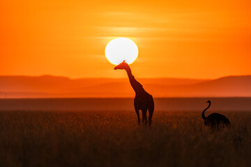 A graceful giraffe and Ostrich stands tall against the glowing African sunrise, its elegant...