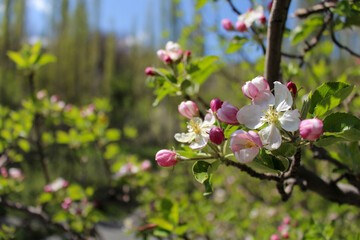Cherry Blossoms in Spring Sunlight, Orchards near Mashhad, Iran