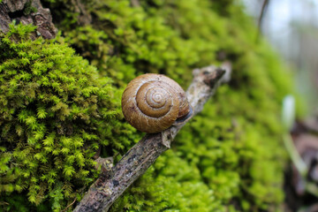 Snail on Mossy Tree Branch in Golestan Forest, Iran