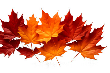 maple leaves isolated on white - Autumn Maple Leaf Gradient – Horizontal Row of Leaves Transitioning from Deep Red to Bright Orange and Yellow on White Background Representing Seasonal Change
