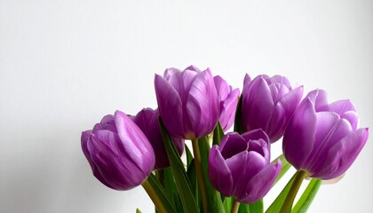 Fototapeta premium Purple Tulip Bouquet on white background. 