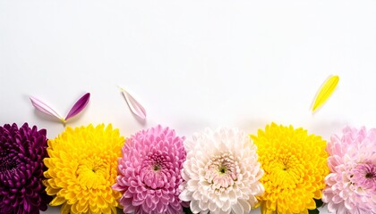 row of colorful chrysanthemum flowers , png file of isolated cutout object on