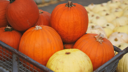Orange pumpkins in wagon on farm ready for Halloween decor
