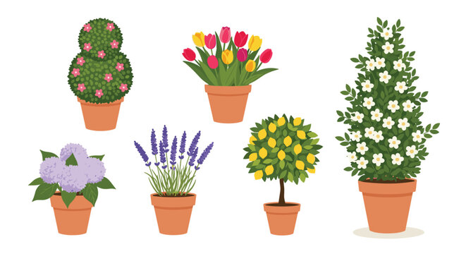 A delightful collection of potted plants including topiary tulips lavender citrus and blooming trees.