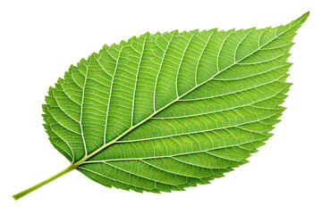 Green leaf isolated on white background