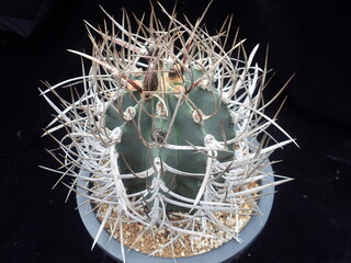 Astrophytum myriostigma var. nudum, known as Daebongok or Bonghwangok, is a patterned cactus with sharp spines and a unique leopard-like texture. Photographed in Korea.