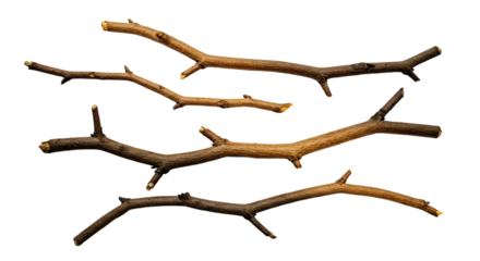 Natural tree branches isolated on white background perfect for craft projects and nature designs