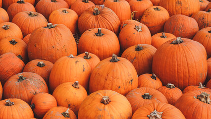 Ripe orange pumpkins spread on autumn farm ground with soft light.