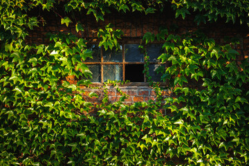 Window with broken glass and brick wall of building covered with green ivy leaves. Urban greenery