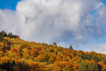Fototapeta premium Autumn forest on hill with colorful trees under cloudy sky creating natural fall background landscape
