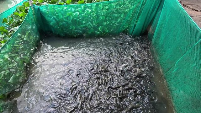 Snakehead fish jumping (ca loc bay) and splashing in a fish cage as they open their mouths to catch food during feeding time in the Mekong Delta, Vietnam.