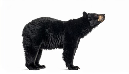 American Black Bear Isolated on white background
