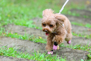 お散歩が嬉しくてダッシュしているトイ・プードル