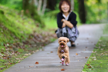Fototapeta premium 飼っているトイ・プードルがダッシュしているのを楽しんでいるトイ・プードル