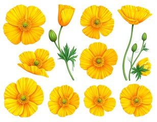 Collection of digitally rendered, detailed illustrations showcasing vibrant yellow flowers, leaves, buds, and stems against a white backdrop