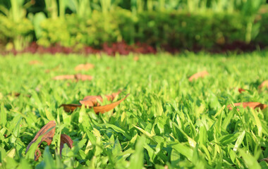 Closeup of green grass field with fallen leaves in the sunlight
