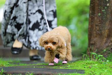 遊歩道を散歩するトイ・プードル