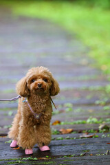 秋の散歩道を歩くトイ・プードル