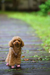 Fototapeta premium 秋の散歩道を歩くトイ・プードル