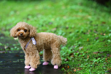 秋の散歩道を歩くトイ・プードル