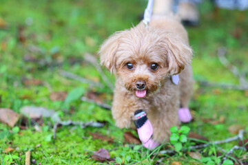 秋の庭園を散歩するトイ・プードル