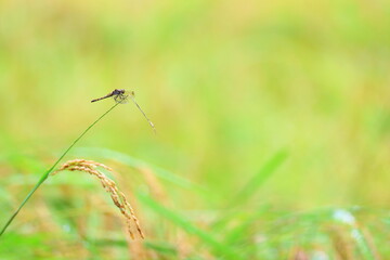 稲にとまって羽を休めるトンボ