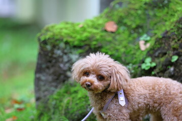 苔むす庭園を散歩するトイ・プードル