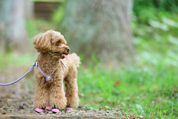 大きな木の前でポーズをとるトイ・プードル