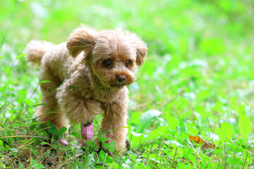 草むらを散歩しているトイ・プードル