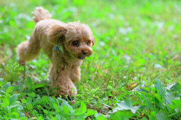 草むらを散歩しているトイ・プードル