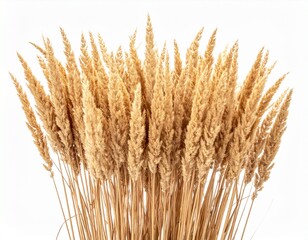 Fototapeta premium side view of a field of dry mature autumn spikelets of wheat, png file of isolated