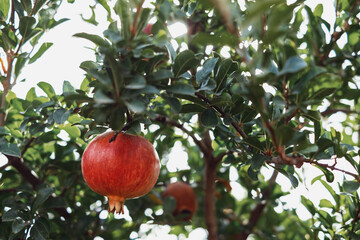Ripe pomegranate hanging on tree branch in sunlit garden