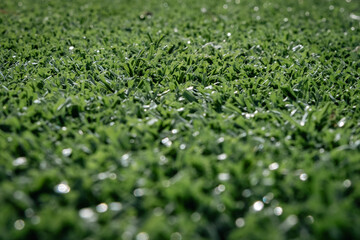 green turf
