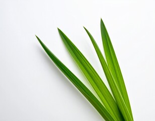 Obraz premium Isolated Green Grass Plant on white background