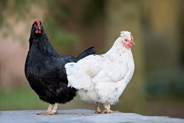 Two domestic chickens, one black and one white, stand side-by-side on a stone surface with a soft, natural background.