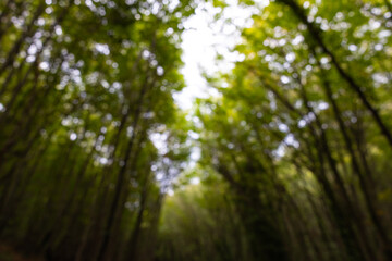Blurry or defocused forest background photo.