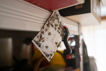 Sticky paper trap for pantry moths indoors held by a clamp.
