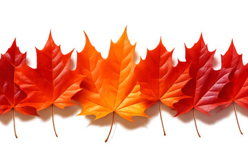 red maple leaf isolated - Autumn Maple Leaf Row – Gradient from Bright Orange and Yellow to Deep Red on White Background Representing Seasonal Change and Foliage Variation