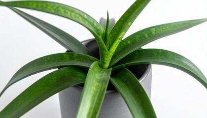 Obraz premium Snake Plant in Gray Ceramic Pot on white background 