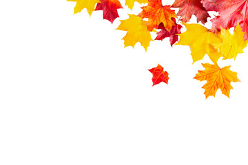 Autumn maple leaves isolated on a white background. Border.