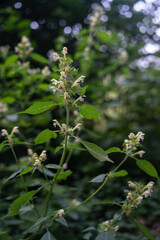 Beautiful flowers of large-flowered hemp-nettle outdoors in nature.
