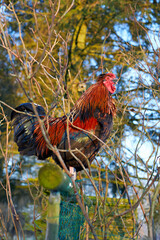Vibrant rooster with striking red and black feathers perched amidst bare winter branches. A colorful farm animal standing out against a bright natural backdrop, showcasing rural beauty.