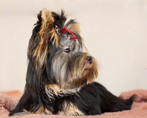A beautiful Yorkshire Terrier with flowing black and gold fur, adorned with a sweet red bow, rests calmly indoors.