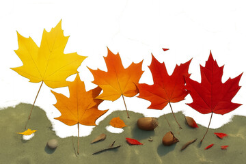 autumn leaves on a white background - Upright Autumn Maple Leaves – Gradient from Yellow to Deep Red on Textured Green Background with Pebbles, Twigs, and Seed Pods Representing Seasonal Change