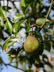 Bitten part of a rotting pear on a tree – infested by a wasp.
