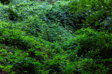 Obraz premium Lush forest background photo in full frame view. Sustainability concept