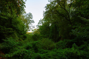 Lush forest background photo. Plants and trees in the forest. Carbon neutrality