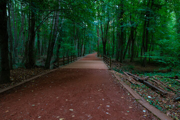 Obraz premium Hiking trail in the forest. A bridge and jogging trail.