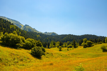 Meadow and forest covered mountains in the summer