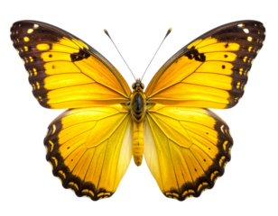  Vibrant Yellow Butterfly with Open Wings, Full Body, Isolated on Transparent Background, PNG